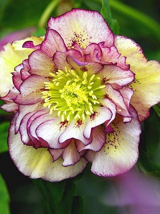 shop_items_catalog_image4928 Морозник (Helleborus) «Double Ellen Picotee»