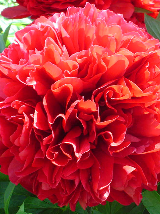 shop_items_catalog_image5046 Пион (Paeonia) «Red Grace»