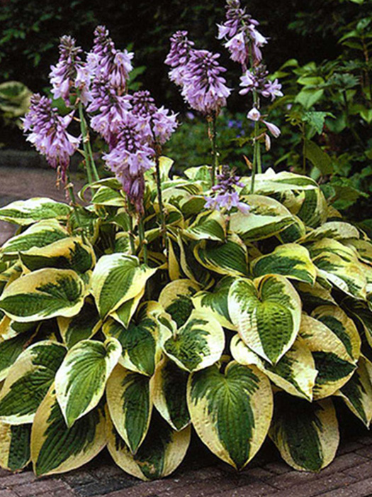 shop_items_catalog_image5184 Хоста (Hosta) «Wide Brim»